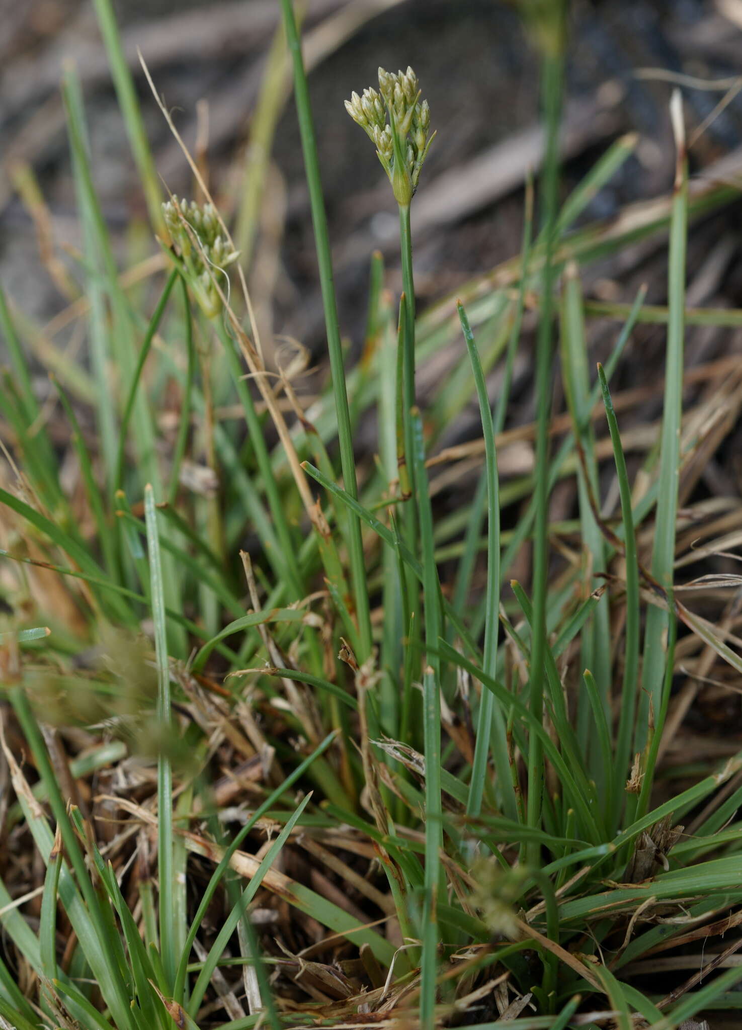 Plancia ëd Fimbristylis cymosa var. spathacea (Roth) T. Koyama