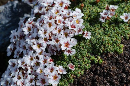 Image of Saxifraga pubescens Pourret