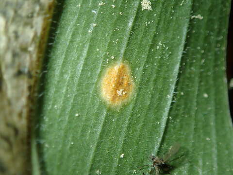 Imagem de Puccinia sessilis J. Schröt. 1870