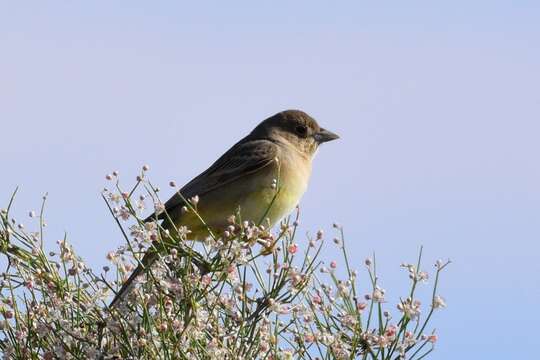 Image of Brown-headed Bunting