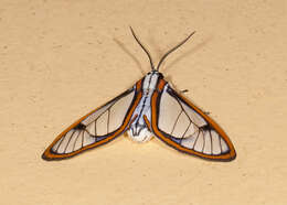 Image of Hyalurga urioides Schaus 1910