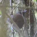 Image of Grey-headed Antbird