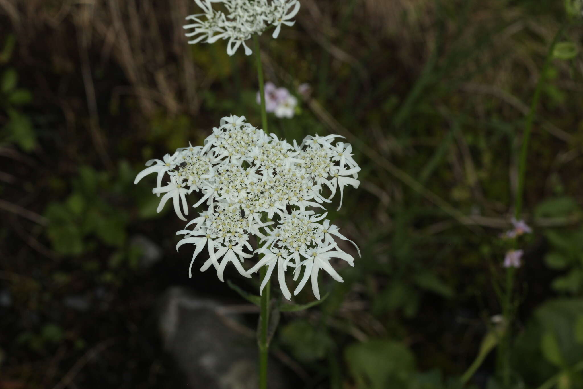 صورة Heracleum apiifolium Boiss.