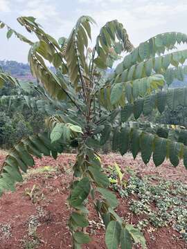 Image of Parasol tree