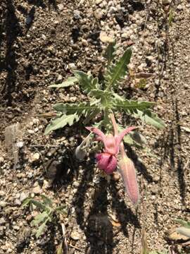 Image of California evening primrose