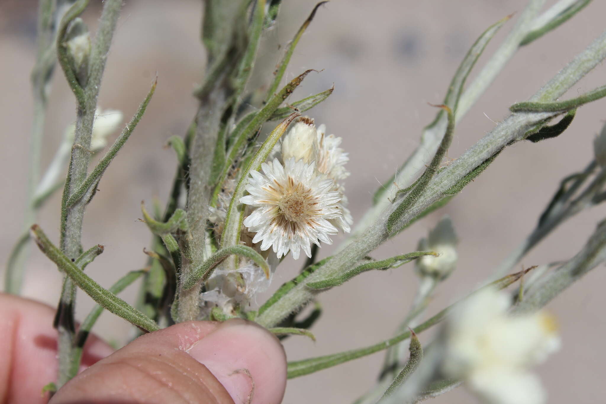 Слика од Pseudognaphalium leucocephalum (A. Gray) A. A. Anderberg