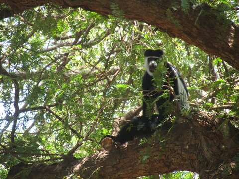 Plancia ëd Colobus guereza guereza Rüppell 1835