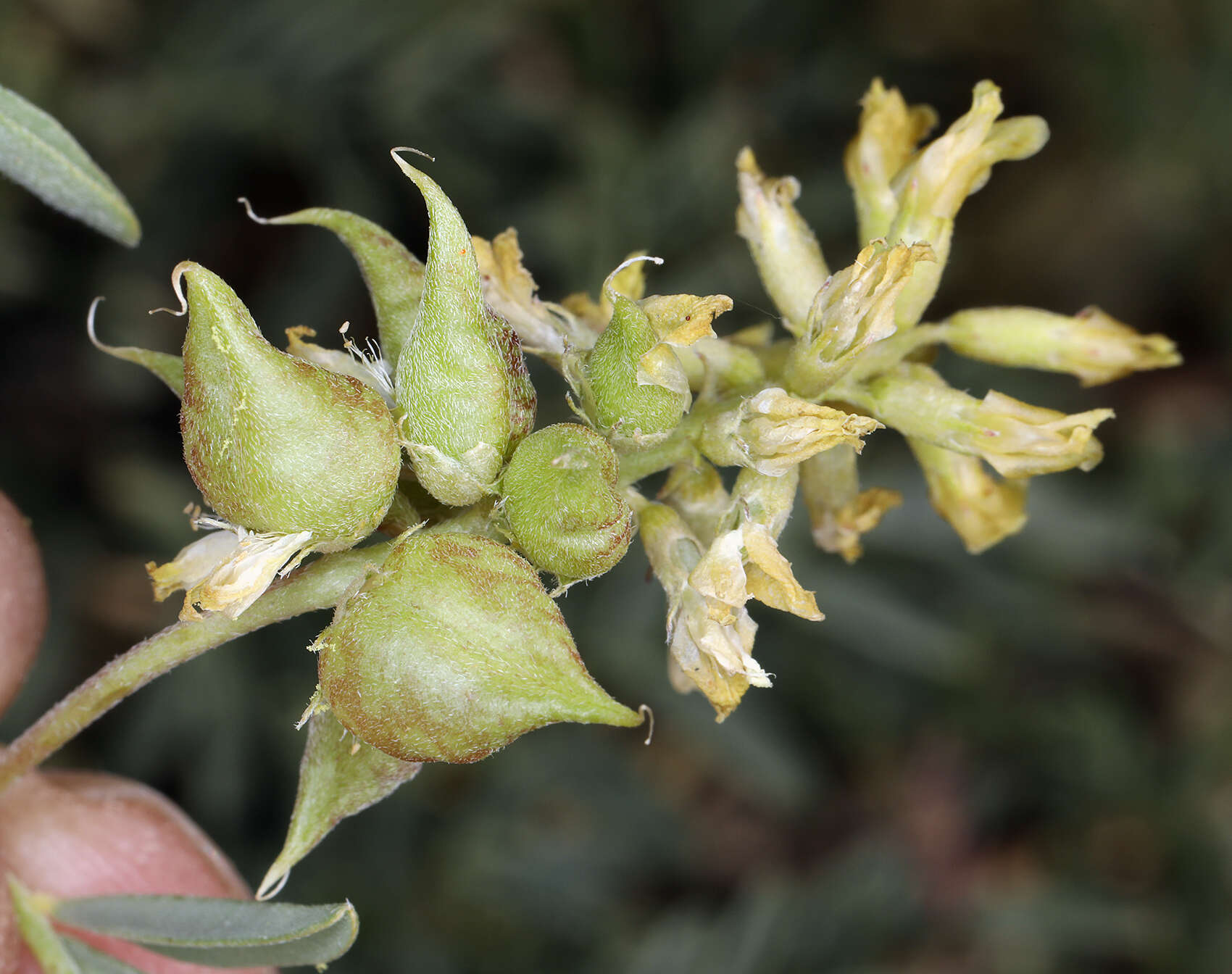 Image of northern freckled milkvetch