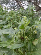 Image of pitseed goosefoot