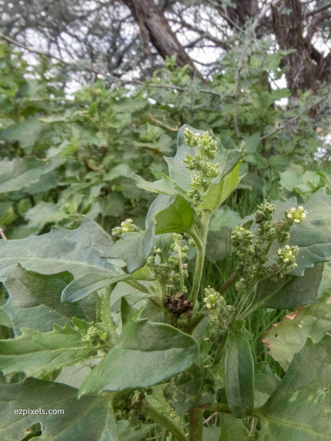 Imagem de Chenopodium berlandieri Moq.