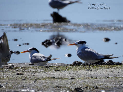 Image of Lesser Crested Tern