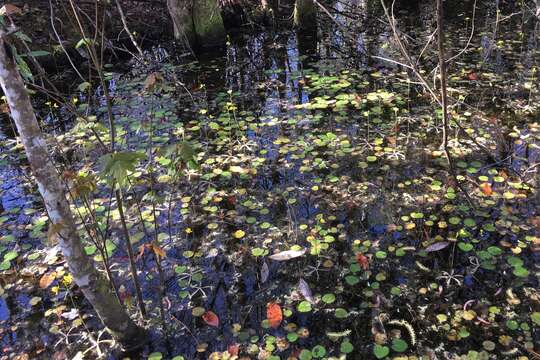 Image of Swollen Bladderwort