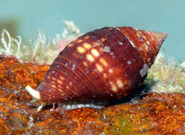 Image of Pseudonebularia chrysalis (Reeve 1844)