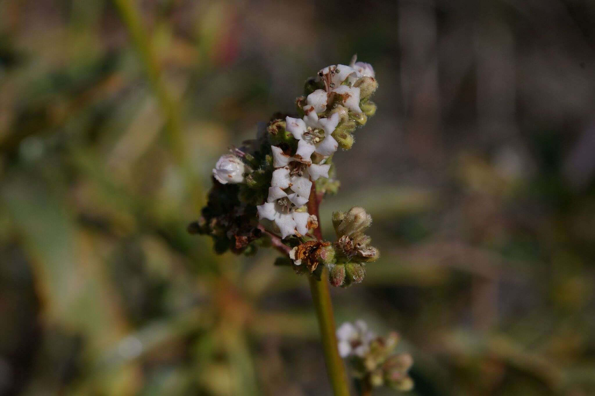 Image of Eriodictyon trichocalyx var. trichocalyx