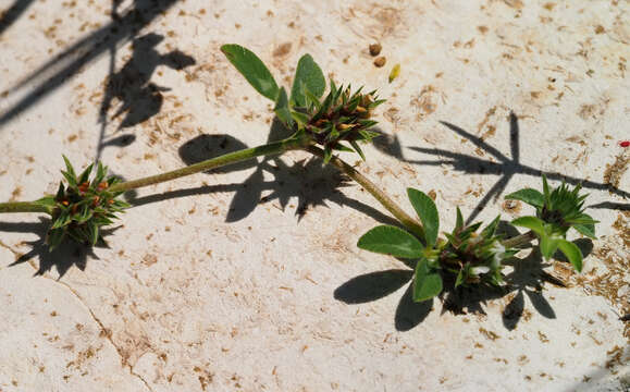 Plancia ëd Trifolium scabrum L.