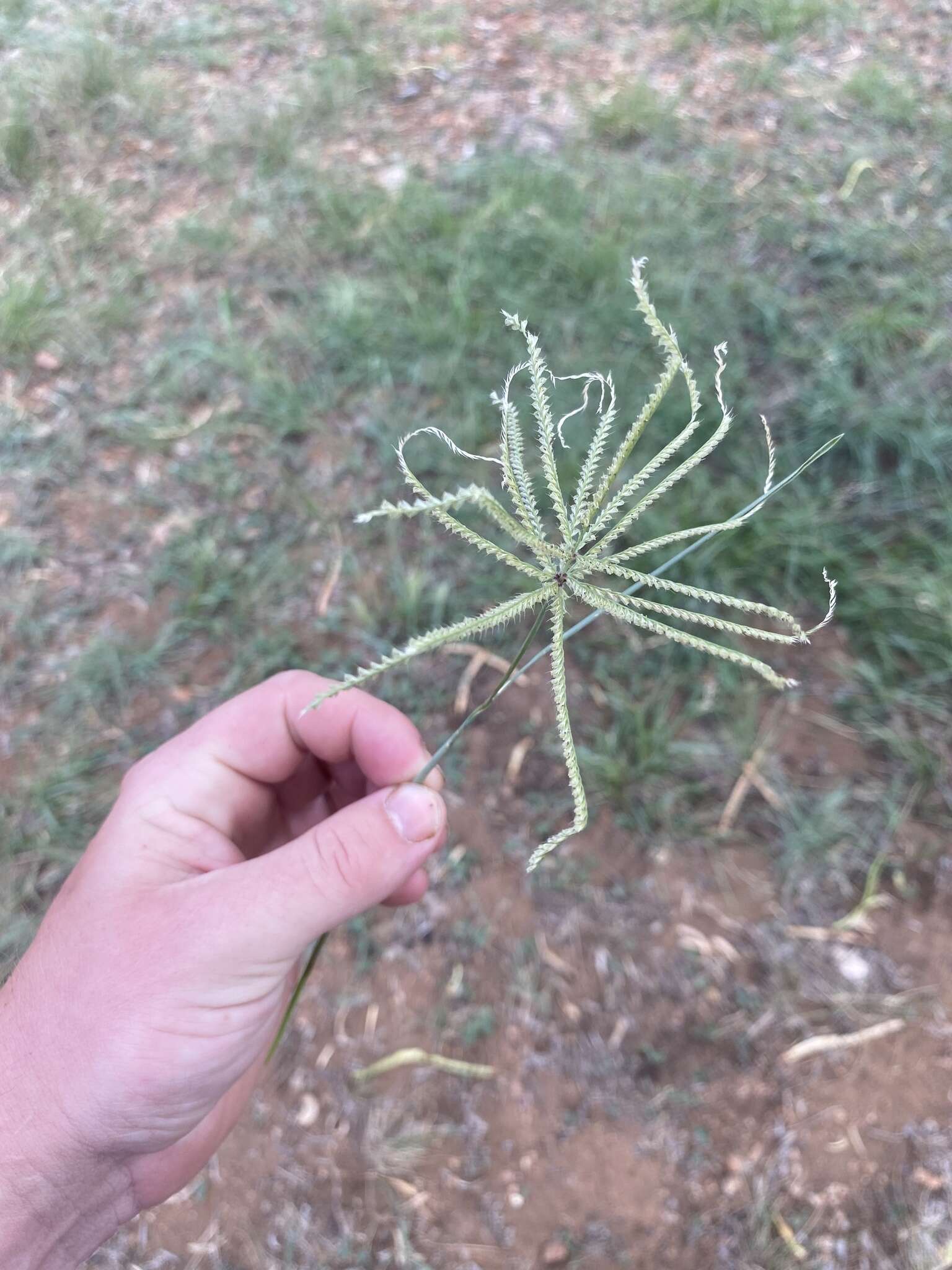 Image of windmill grass