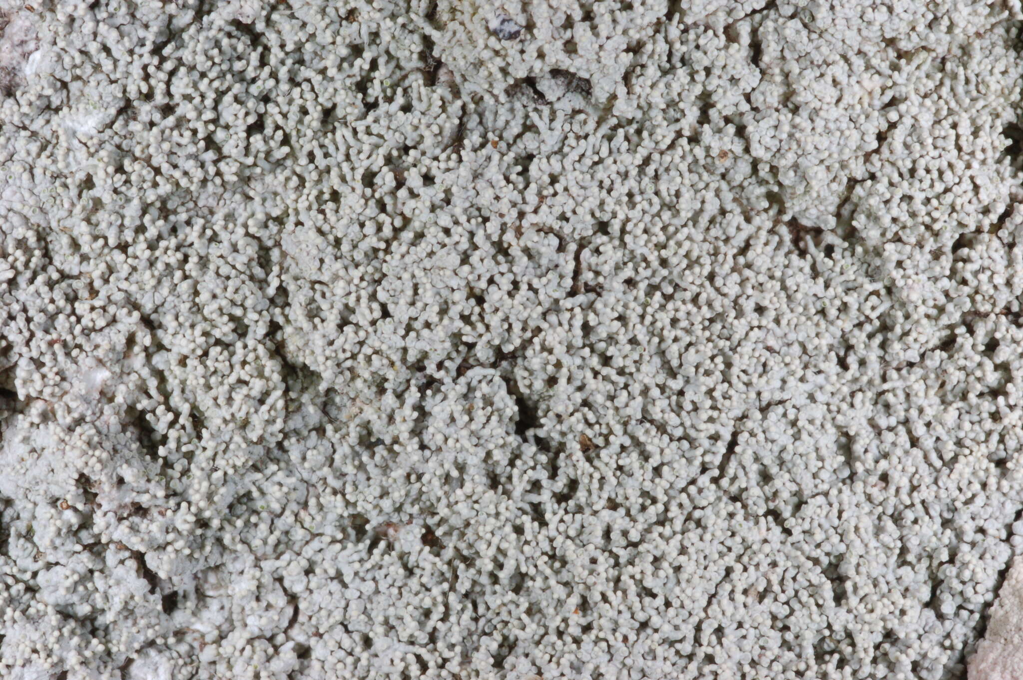 Image of Yasuda's crabseye lichen