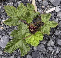 Image of arctic raspberry