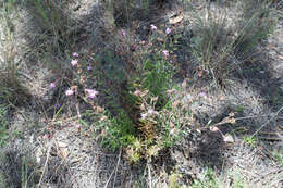 Image of Carphochaete durangensis Grashoff ex B. L. Turner