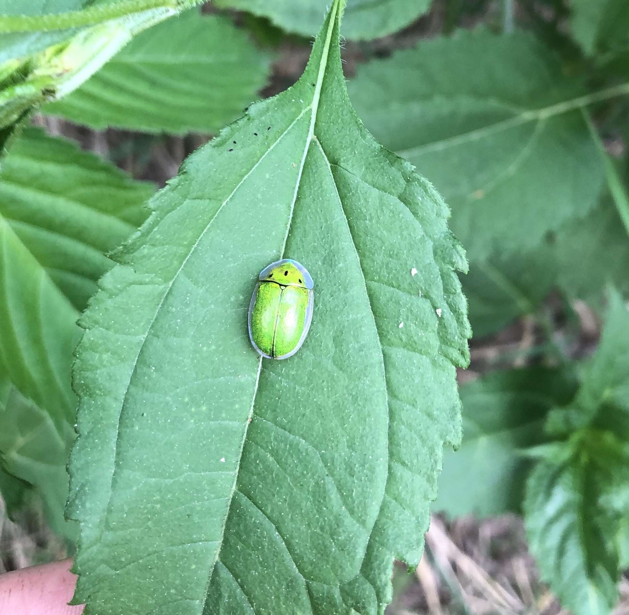 Слика од Physonota helianthi (Randall 1838)