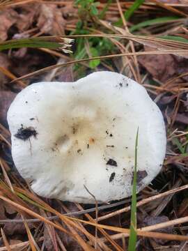 Image of Russula perlactea Murrill 1943