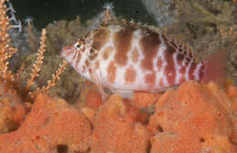 Image of Blotched Hawkfish