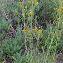 Image of Stephanodoria tomentella (B. L. Rob.) Greene