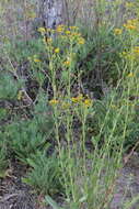 Image of Stephanodoria tomentella (B. L. Rob.) Greene