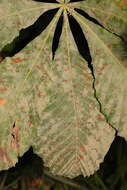 Image of Erysiphe flexuosa (Peck) U. Braun & S. Takam. 2000