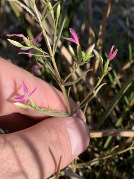 Image of Zeltnera namatophila