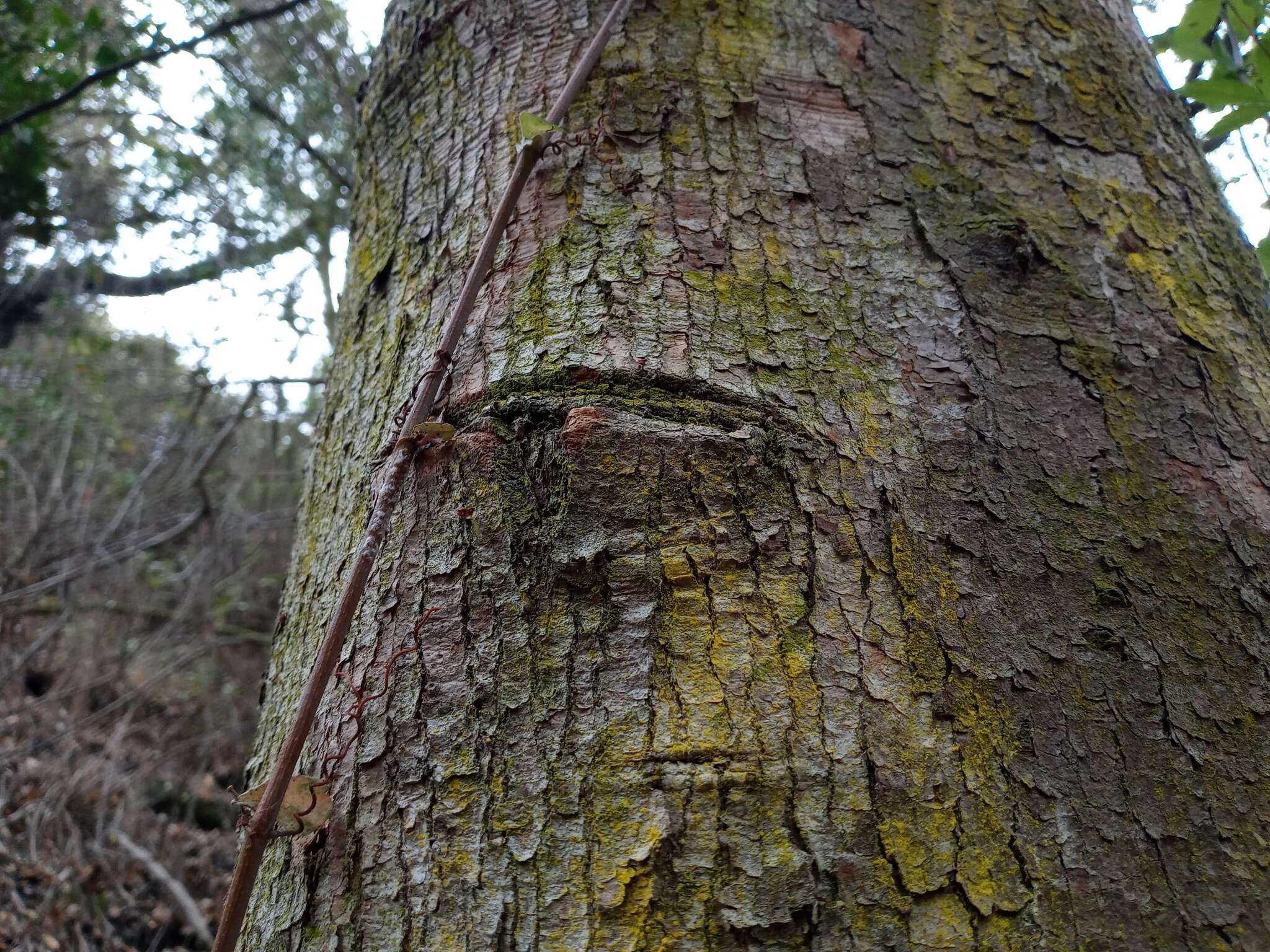 Слика од Beilschmiedia miersii (C. Gay) Kosterm.