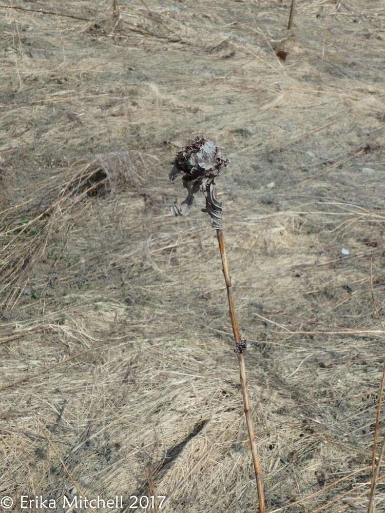 Image of Goldenrod Bunch Gall