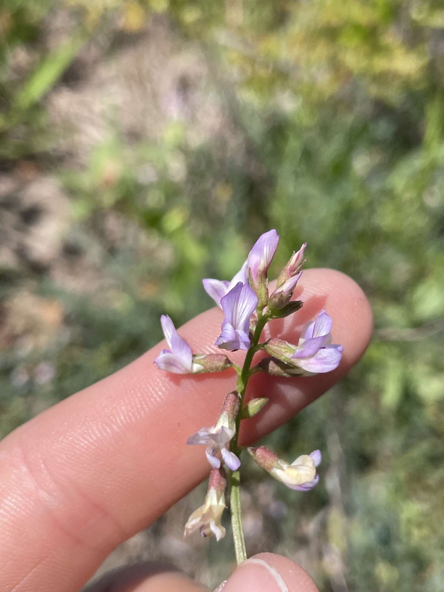 Sivun Astragalus obcordatus Ell. kuva