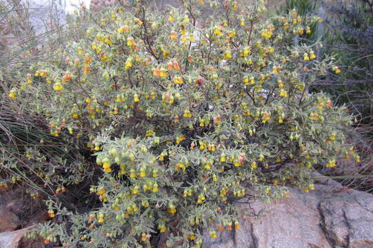 Image of Hermannia cuneifolia Jacq.