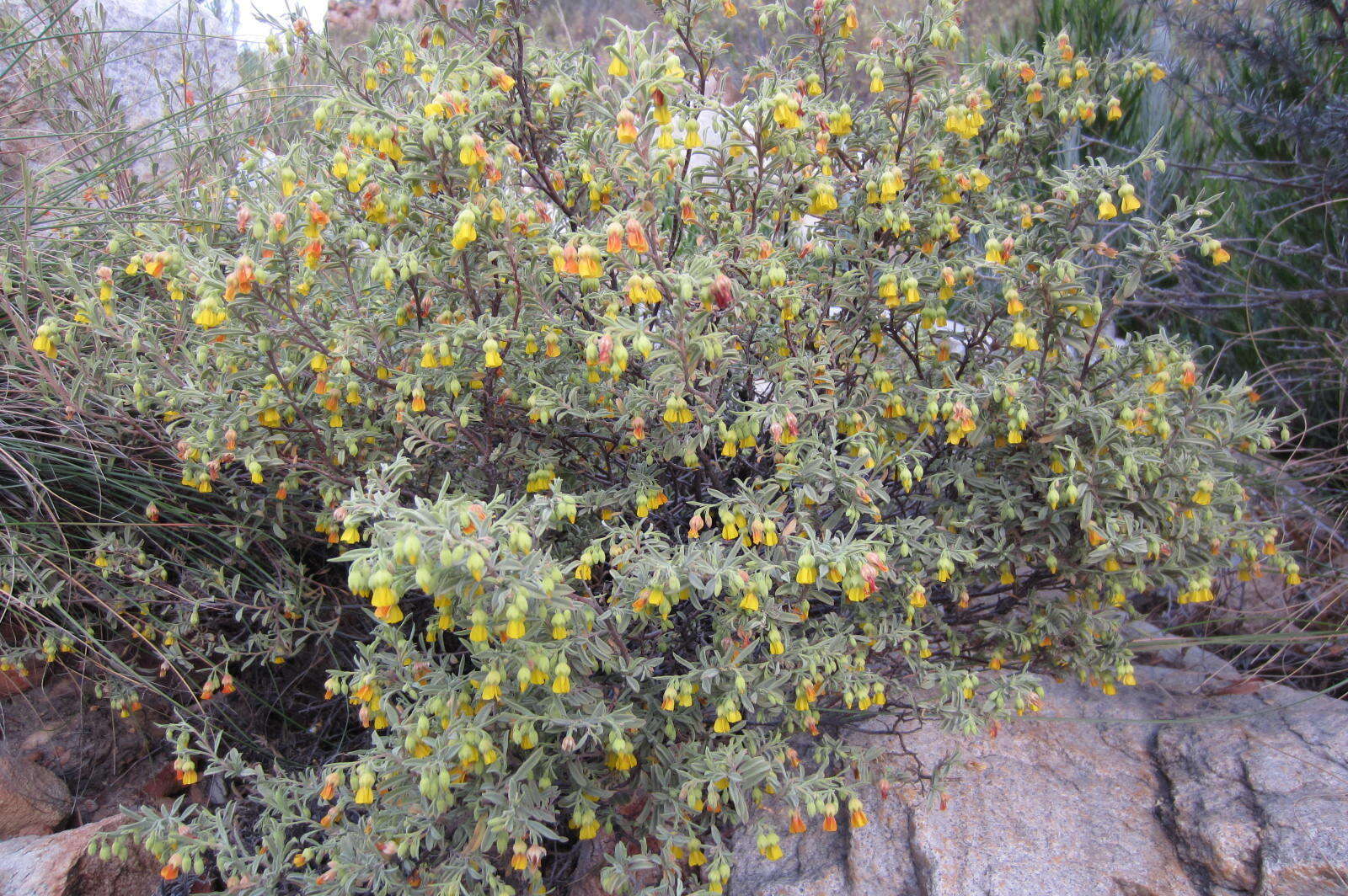 Image of Hermannia cuneifolia var. cuneifolia