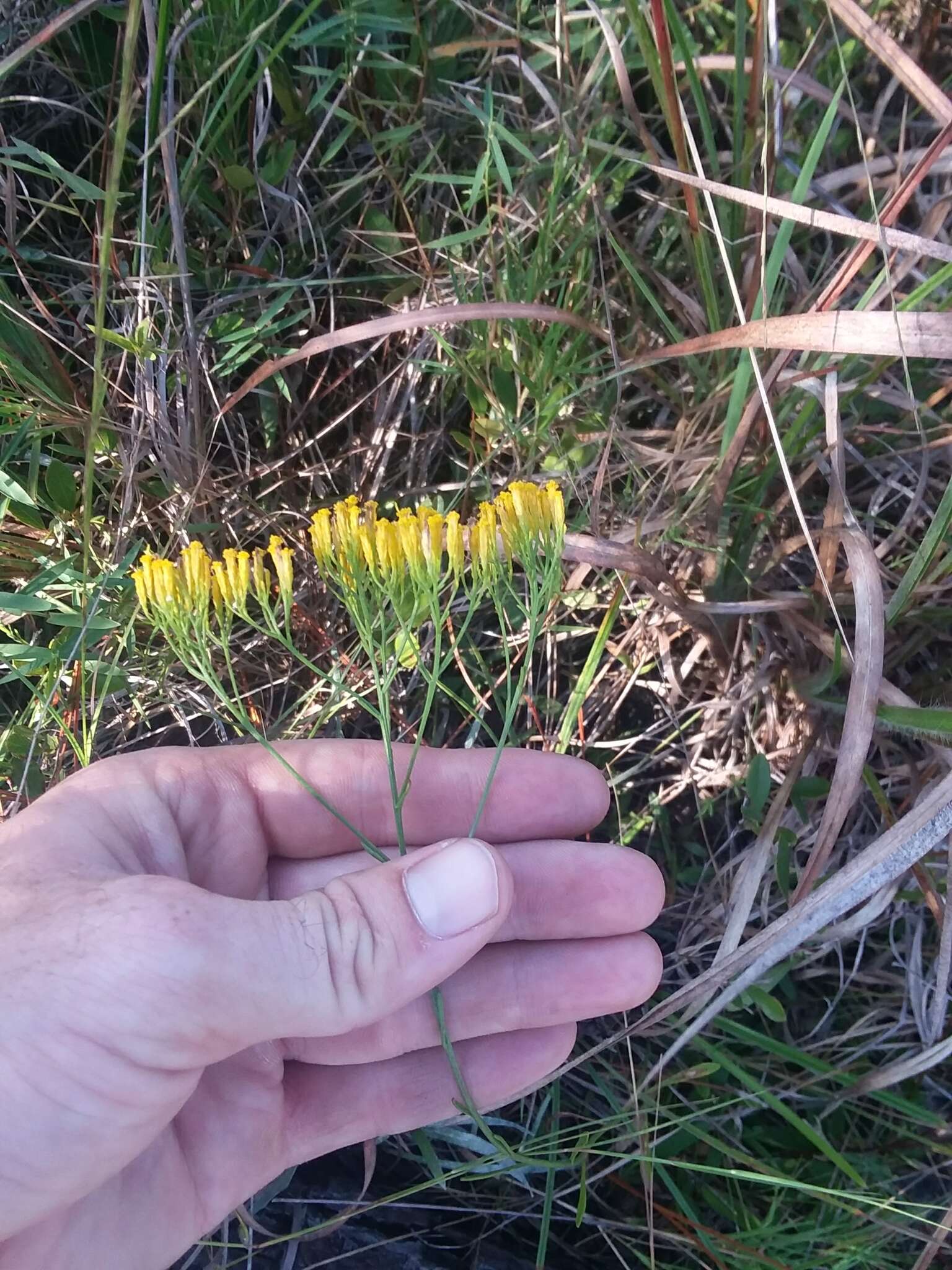 Image of Pineland Rayless-Goldenrod