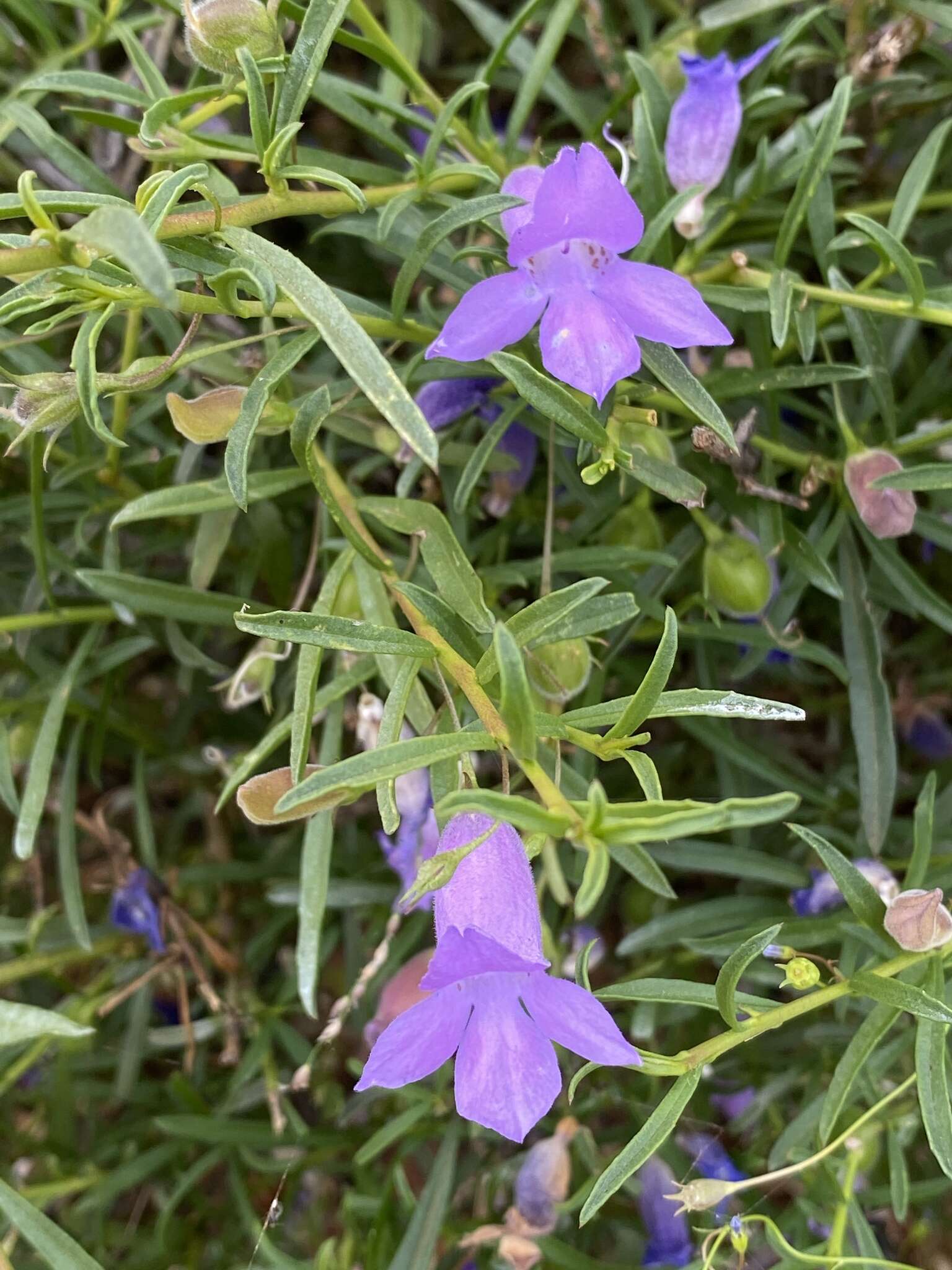 Imagem de Eremophila gilesii subsp. variabilis