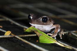 Image of Montane Litter Frog