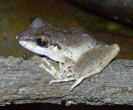 Image of Pristimantis malkini (Lynch 1980)