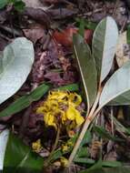 Acridocarpus excelsus subsp. perrieri Arenes的图像