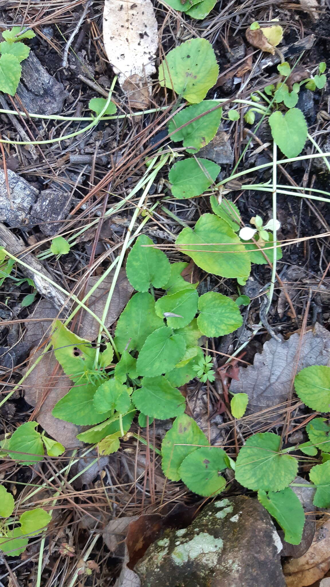 Image of Ponderosa violet