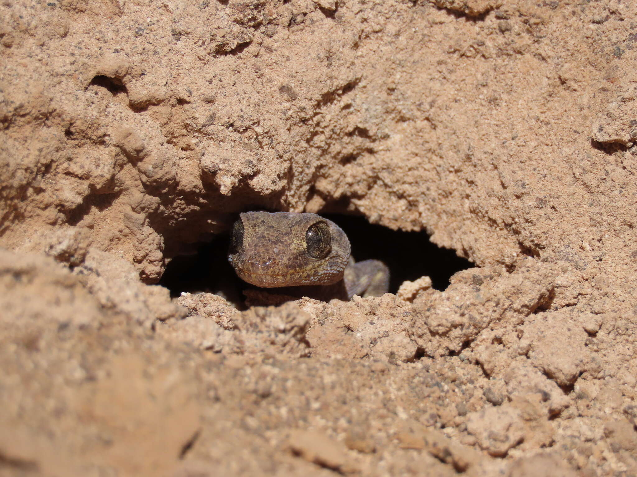 Image of South American Leaf-toed Gecko