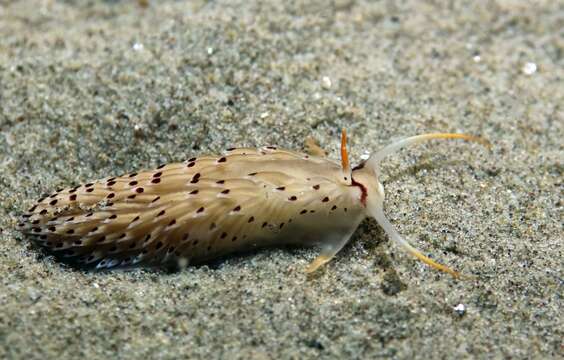 صورة Cerberilla bernadettae J. Tardy 1965