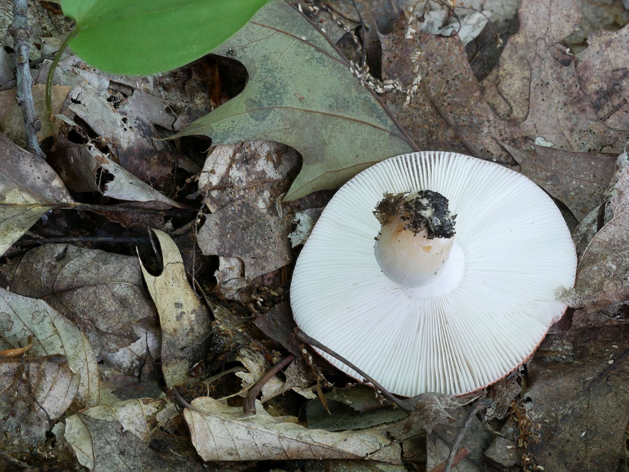 Image of Russula rugulosa Peck 1902