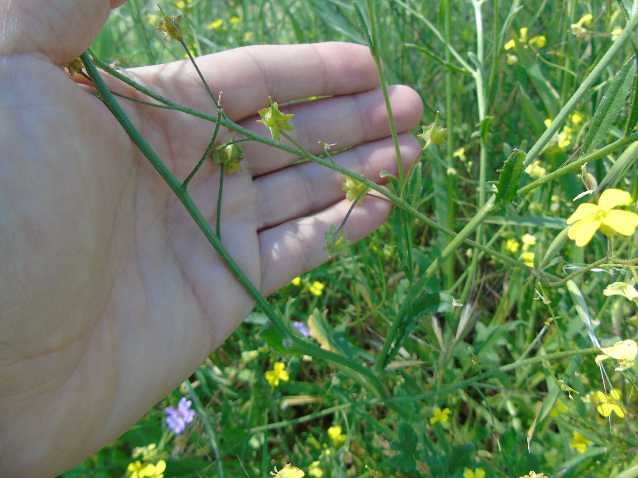 Image of crested wartycabbage