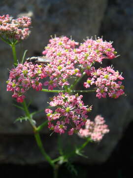 Image of Chaerophyllum rubellum Albov