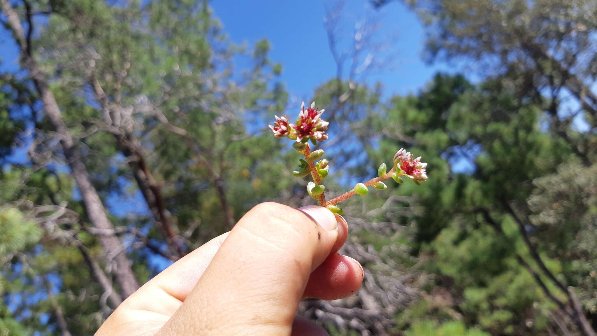 Image of Sedum vinicolor S. Wats.