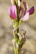 Image of Onobrychis arenaria subsp. arenaria