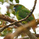 Image of Painted Tiger Parrot