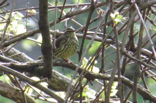 Image of waterthrush